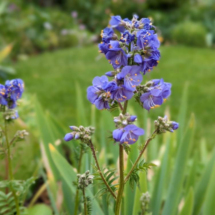 plant image 1670214