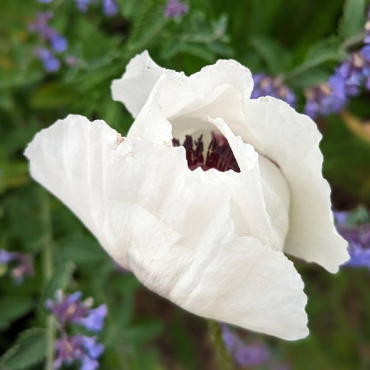 plant image 1670215 plant image 1670215