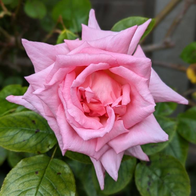 plant image 1670592 plant image 1670592