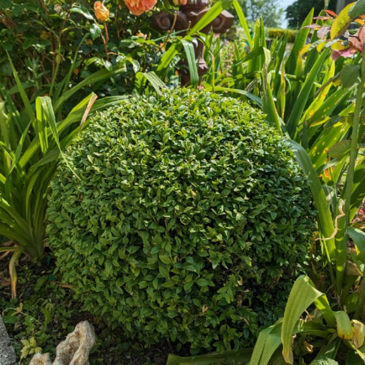 plant image 1671114 plant image 1671114