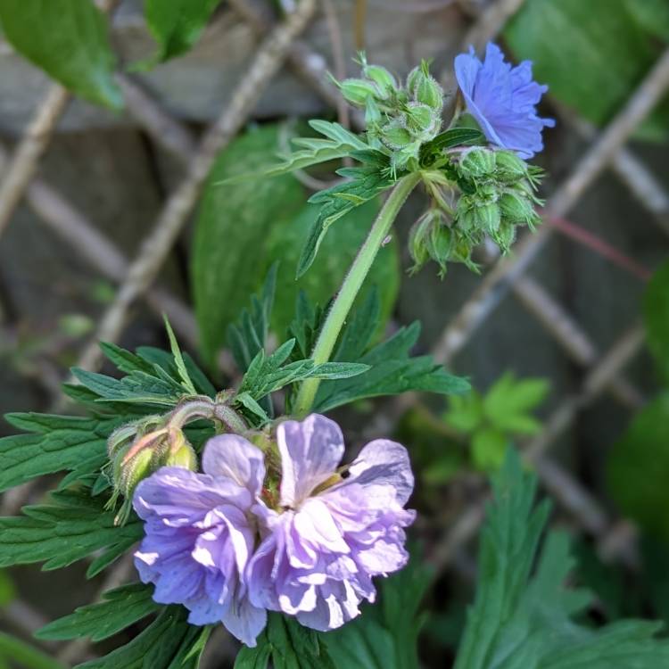 plant image 1672184