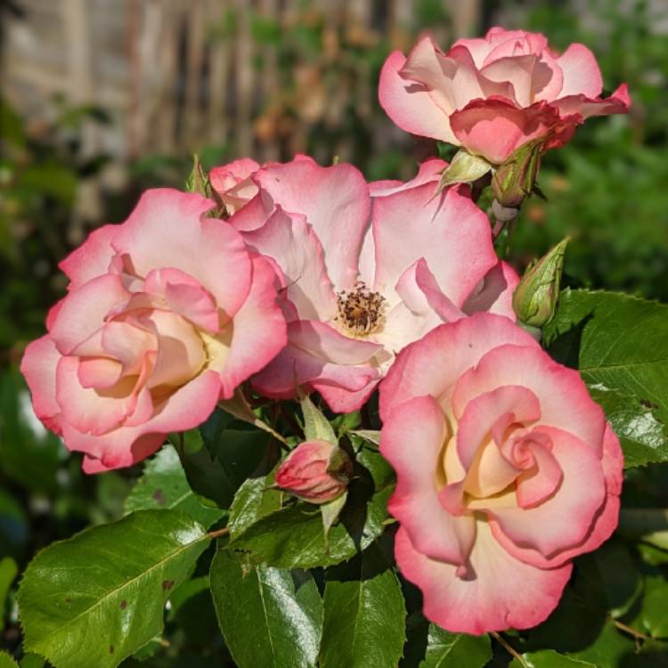 plant image 1672186 plant image 1672186