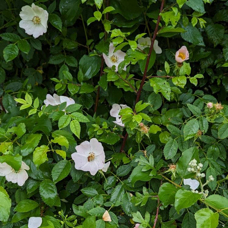 plant image 1673699 plant image 1673699