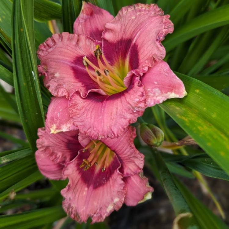 plant image 1673719 plant image 1673719