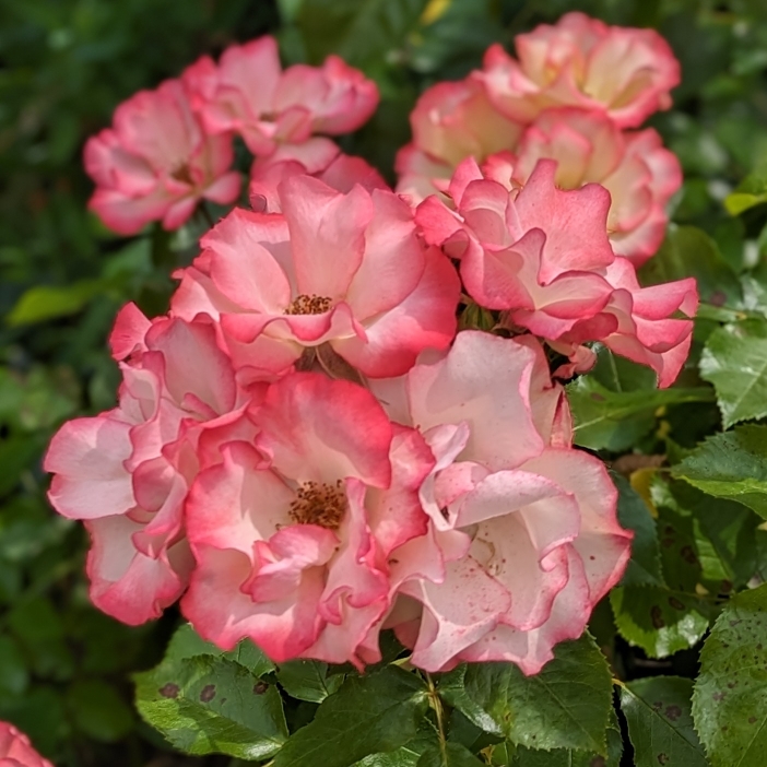plant image 1674102 plant image 1674102