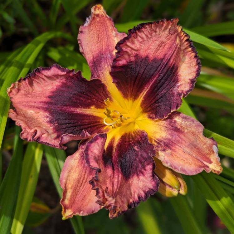 plant image 1674386