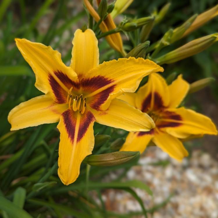 plant image 1676275 plant image 1676275