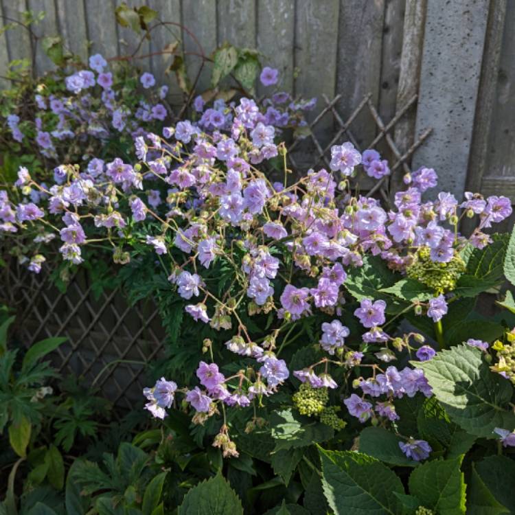 plant image 1676845
