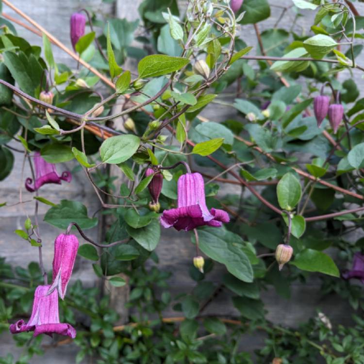 plant image 1676846 plant image 1676846