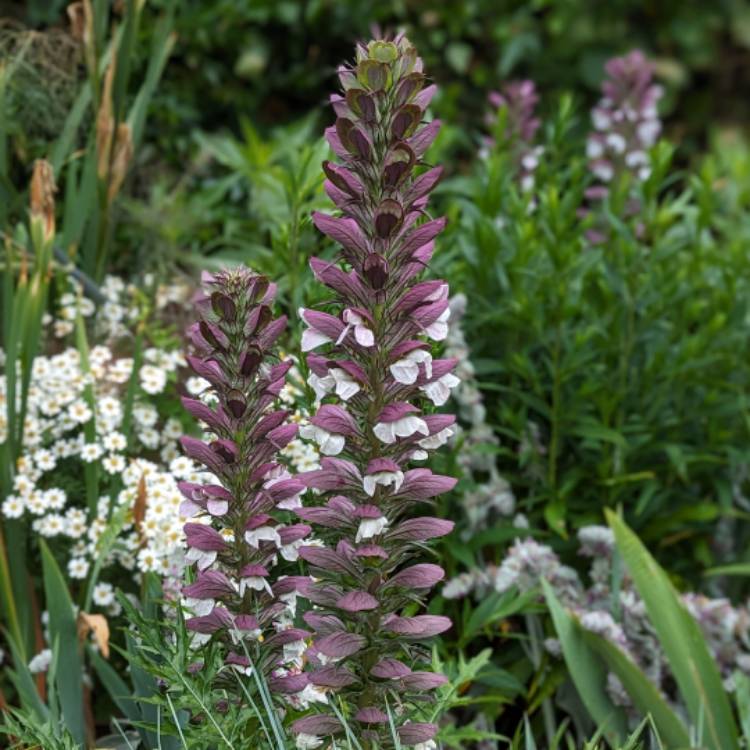 plant image 1676902 plant image 1676902