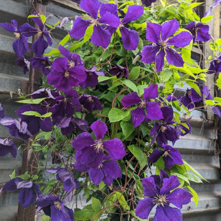 plant image 1677039 plant image 1677039