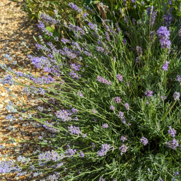 plant image 1679470 plant image 1679470