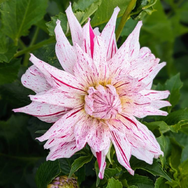 plant image 1679719