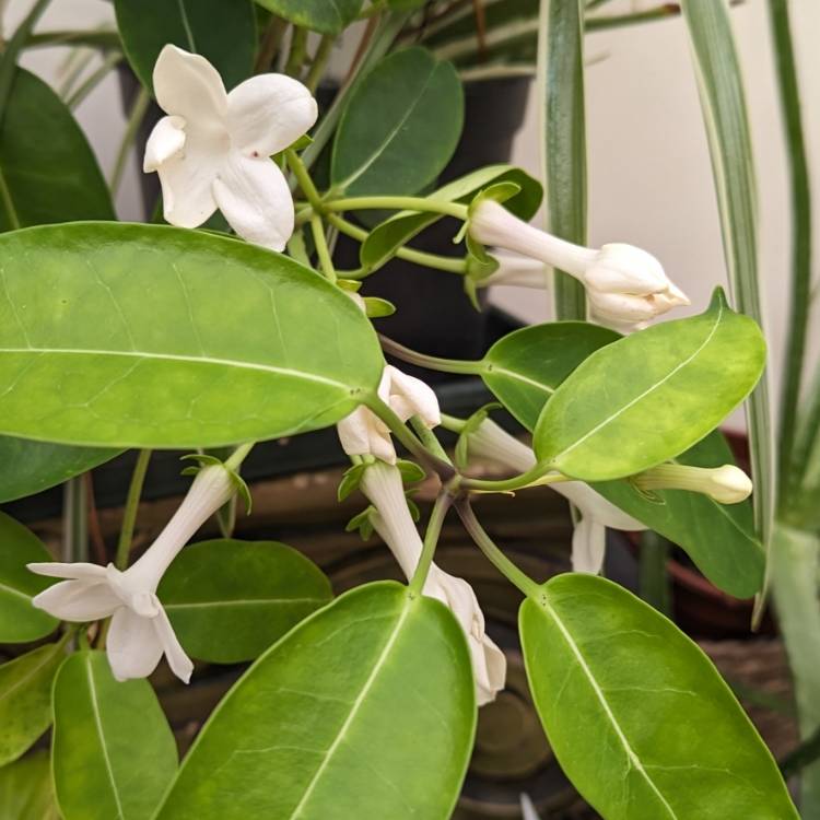 plant image 1679983 plant image 1679983