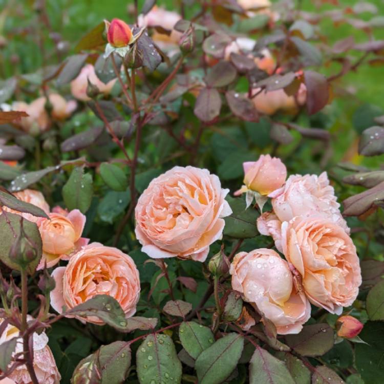 plant image 1683353 plant image 1683353