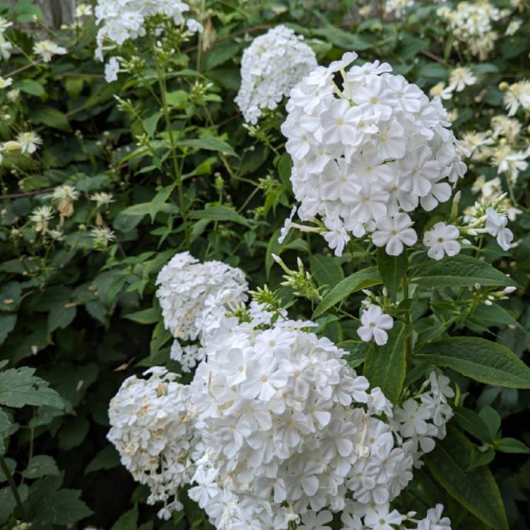 plant image 1685494 plant image 1685494
