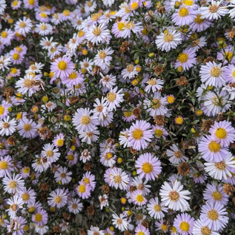 plant image 1687914