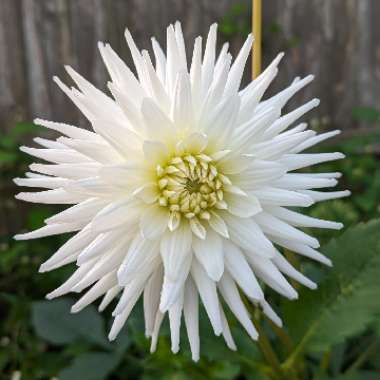 Dahlia 'White Star'