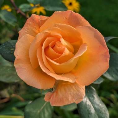 Rose 'Whisky Mac' (Hybrid Tea)