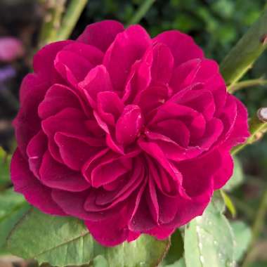 Rose 'Darcey Bussell' (Shrub)