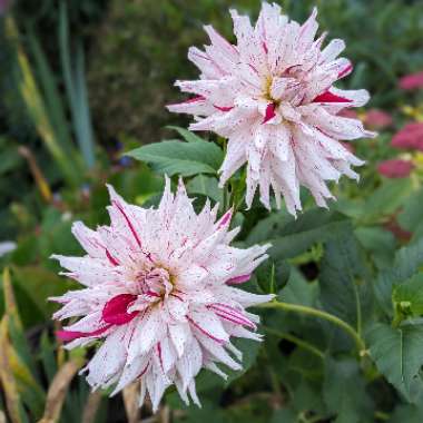 Dahlia 'Mick's Peppermint'
