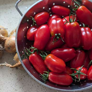 Tomato 'San Marzano 2'