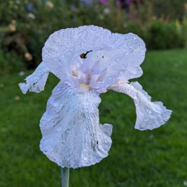 Bearded Iris 'Sharper Image' (Tall)