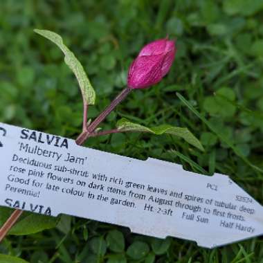 Salvia Mulberry Jam