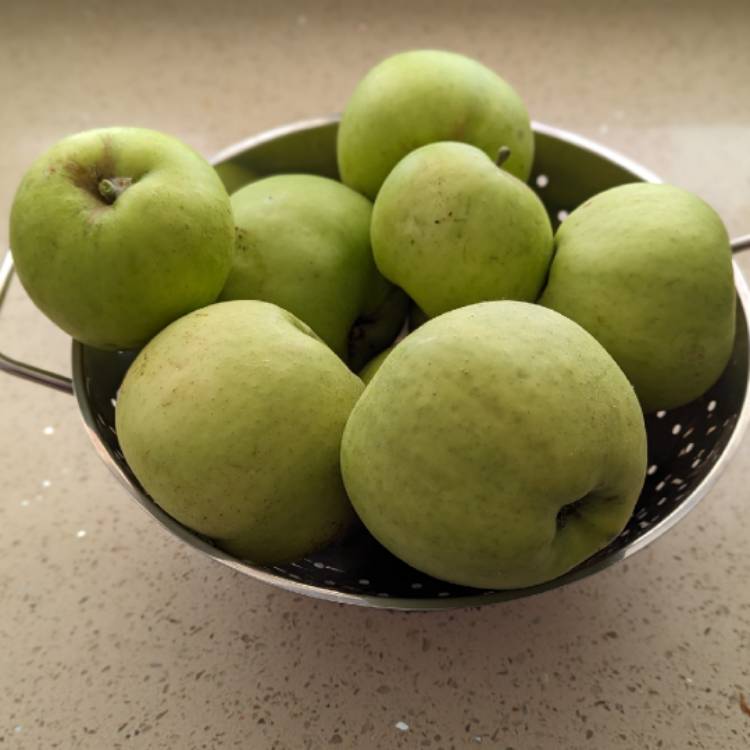 plant image 1690378