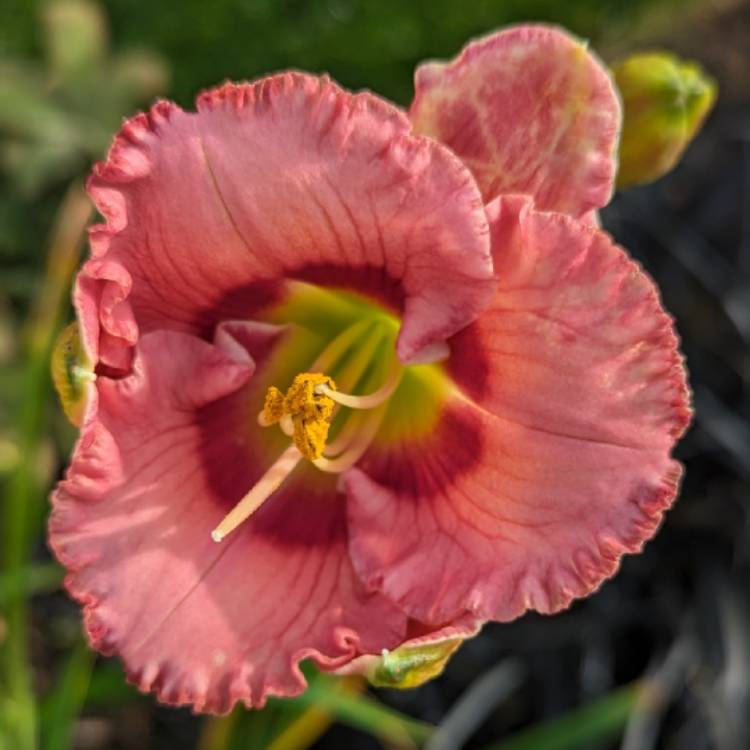 plant image 1690567 plant image 1690567