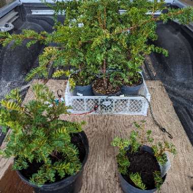 Taxus baccata