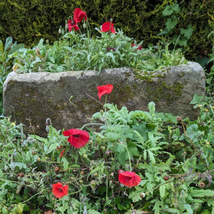 plant image 1693508 plant image 1693508