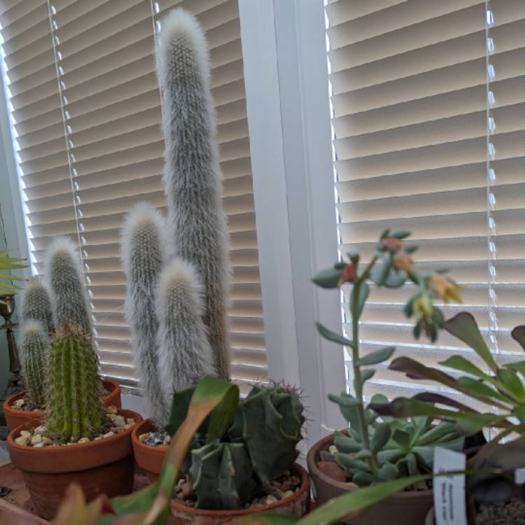 plant image 1694493 plant image 1694493