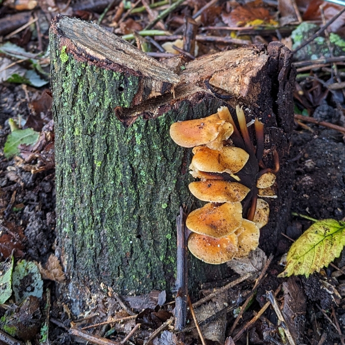 plant image 1697317