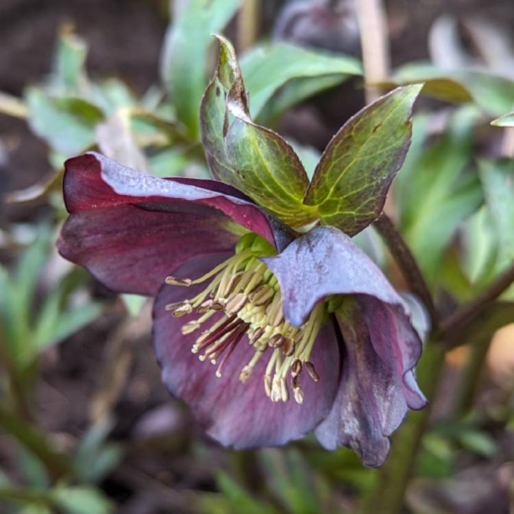 plant image 1698124 plant image 1698124