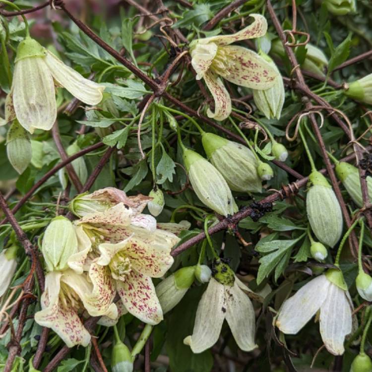 plant image 1699786
