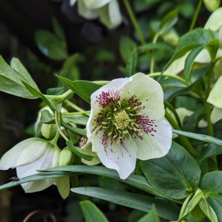 plant image 1701746