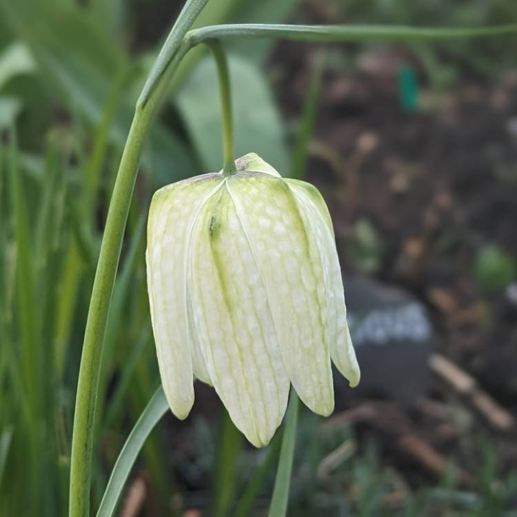 plant image 1702934 plant image 1702934