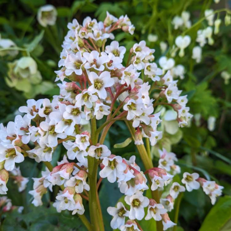 plant image 1703266 plant image 1703266