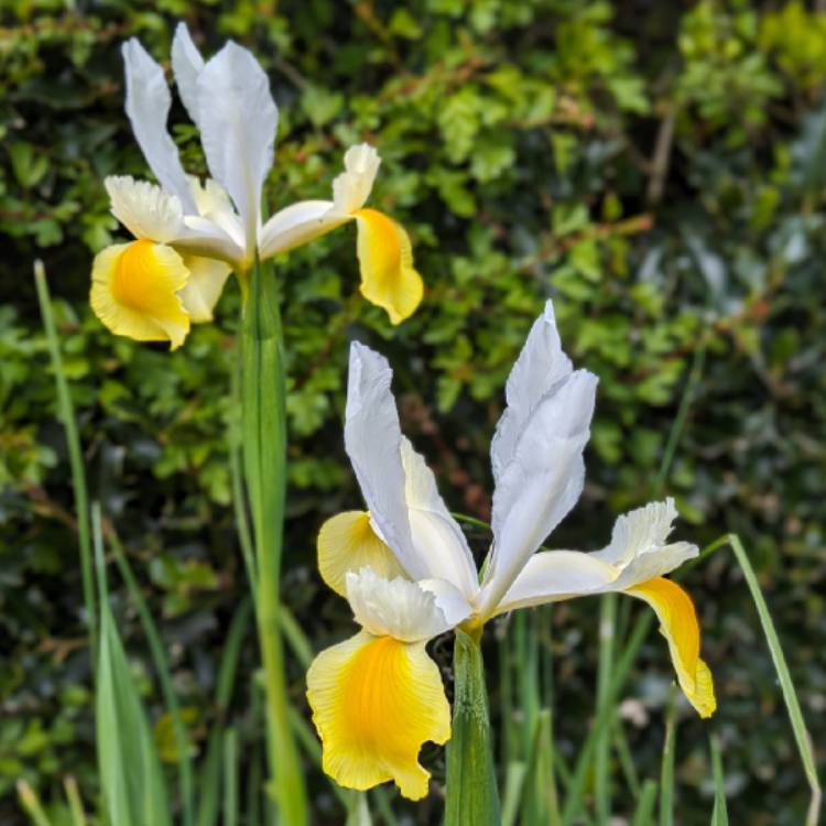 plant image 1703899 plant image 1703899