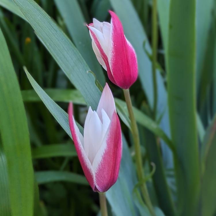 Plant image Tulipa clusiana 'Peppermint Stick'