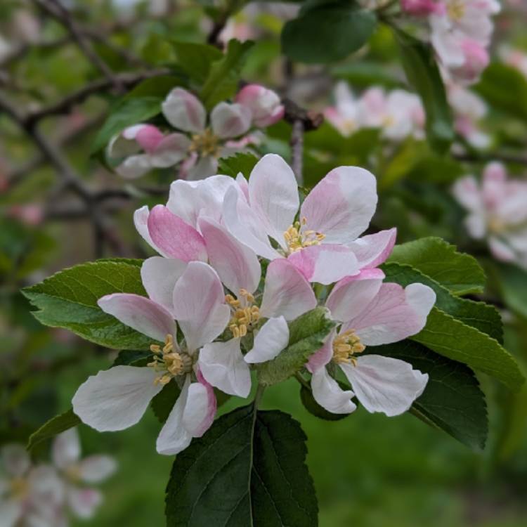 Plant image Malus domestica 'Greensleeves'