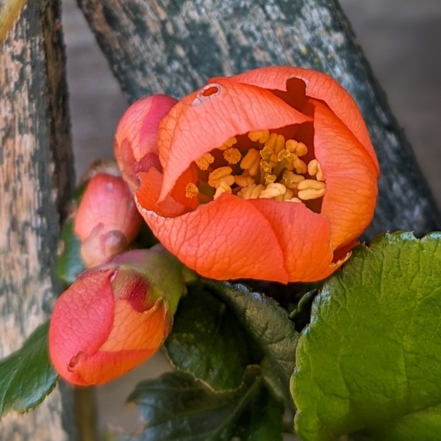 plant image 1706002 plant image 1706002