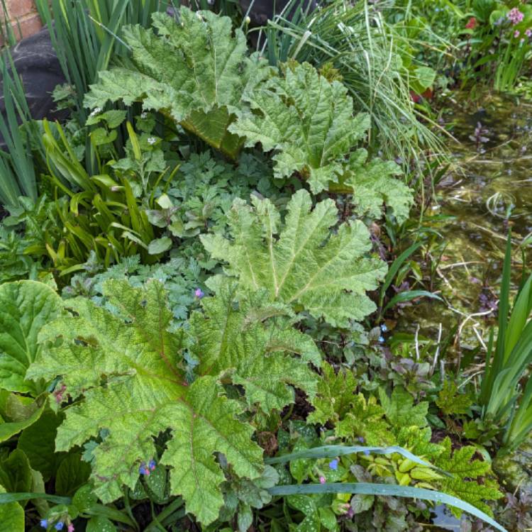 plant image 1706171 plant image 1706171