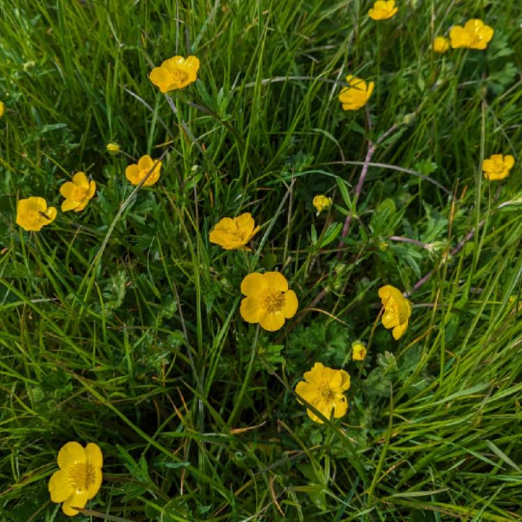plant image 1707506 plant image 1707506