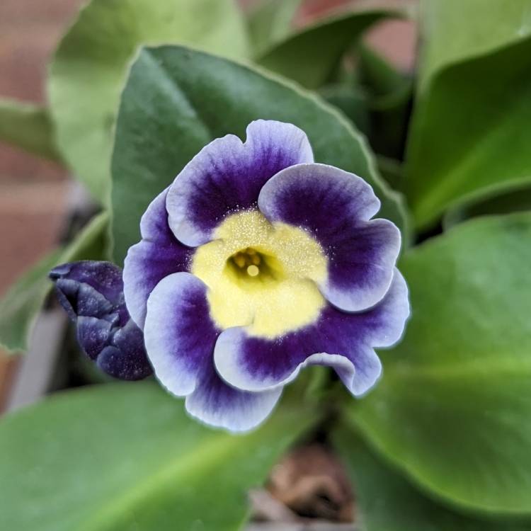 plant image 1707771 plant image 1707771