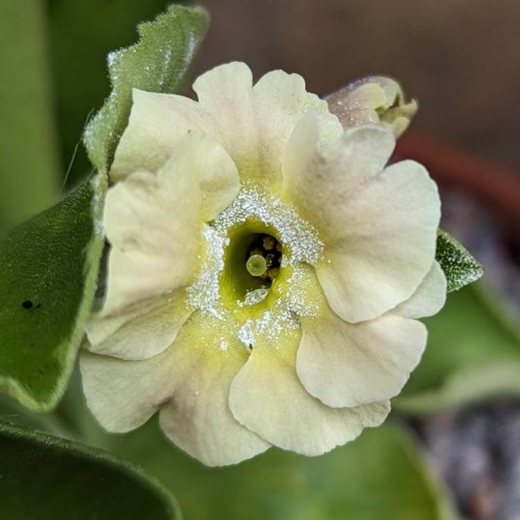 plant image 1708000 plant image 1708000