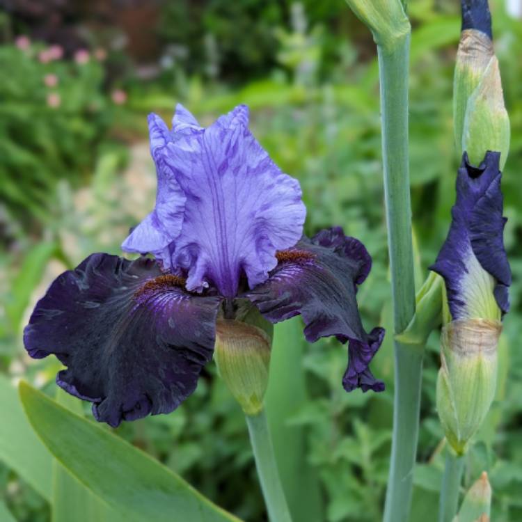 plant image 1709856 plant image 1709856