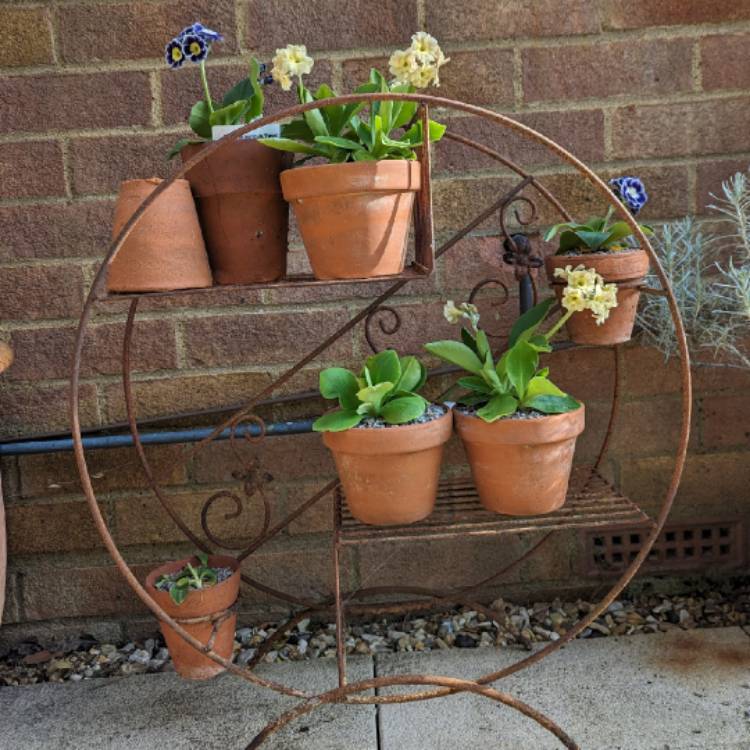 plant image 1710011 plant image 1710011