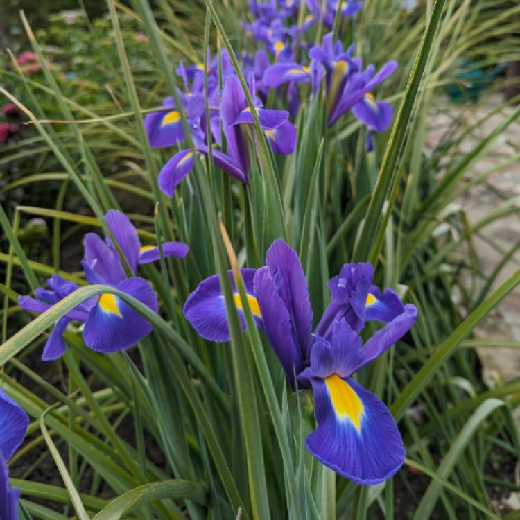 plant image 1710148 plant image 1710148